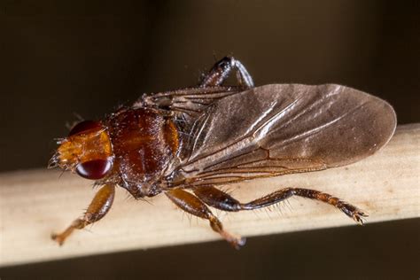 Hippoboscidae Louse Flies Field Guide To The Insects Of Tasmania