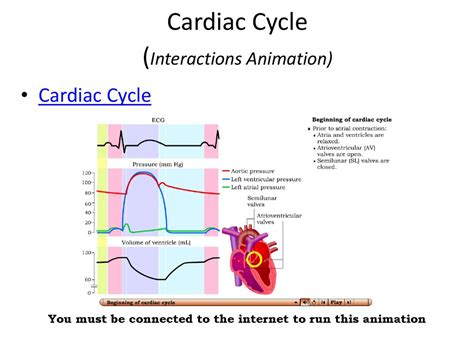 Cardiac Cycle Animation Ecg