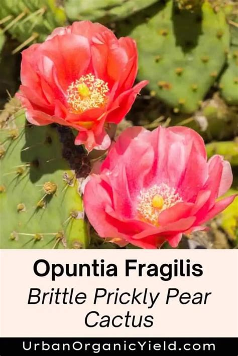 Common Types Of Opuntia Varieties | UrbanOrganicYield.com