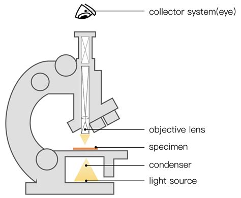 Key Differences Between Optical Microscope And Electron Microscope Light Microscopes Electron