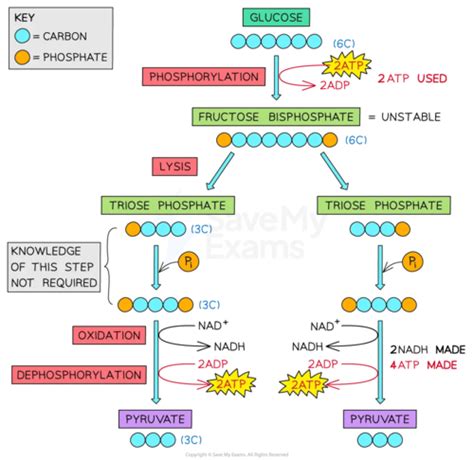 Glycolysis Nutrition Notes Flashcards Quizlet