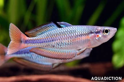 Wapoga Rainbowfish - Chilatherina alleni Fish Profile & Care Guide