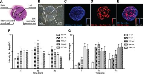 Matrix Assisted Laser Desorption Ionization Maldi Imaging Of Ang Ii Download Scientific