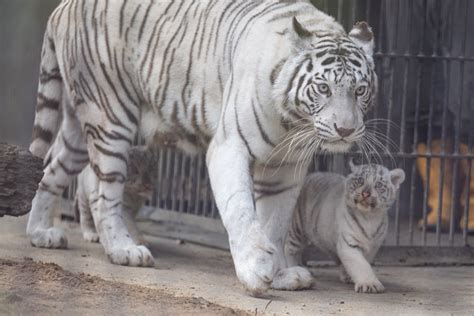 宇都宮動物園～ホワイトタイガーの双子の赤ちゃん～ 写真に恋して