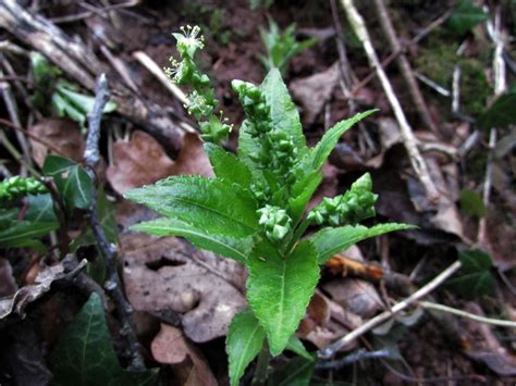 Dogs Mercury Dogs Cole Mercurialis Perennis