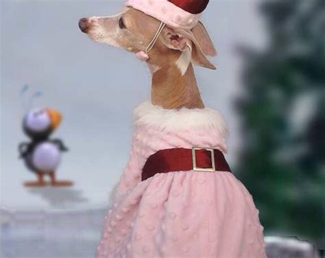 Jovie Dog Or Cat Costume From Christmas Movie Elf Etsy