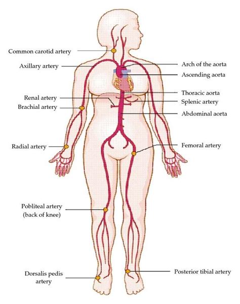 Brachial Pulse Point