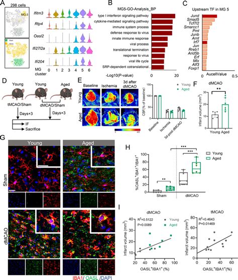 Oasl Microglia Subset Exhibits Type I Interferon Upregulated Signaling