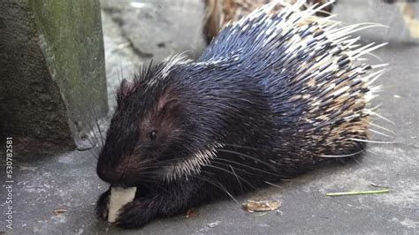 Wildlife Close Up Shot Of A Cute Malayan Porcupine Or Himalayan