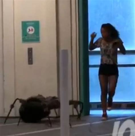 Giant spider prank video showing hysterical reactions of 'victims' goes ...