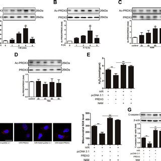 SIRT3 KO Aggravates Intestinal I R Induced Remote Organ Injury A