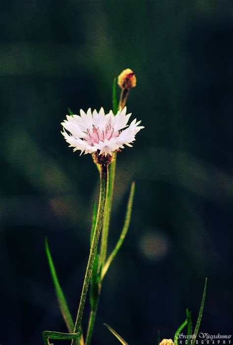 Flowers of Ladakh – Sree is travelling