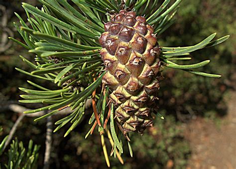 H20140821-3397—Pinus contorta ssp bolanderi—RPBG | Pinus con… | Flickr