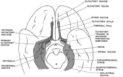 Olfactory Nerve | Radiology Key 