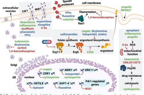 Figure 1 From Azole Potentiation In Candida Species Semantic Scholar