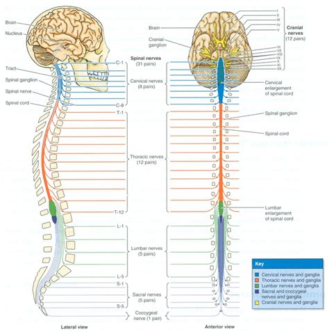 17 Best images about Reflexology on Pinterest | Pressure points, Endocrine system and Central ...