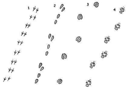 Les Empreintes Des Animaux De La For T Assistance Scolaire
