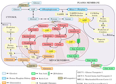 Neutrophil Metabolism And Outcomes Download Scientific Diagram