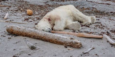 Charges Dropped Against Crew Who Shot Polar Bear And Sparked A Furore Cruise Passenger