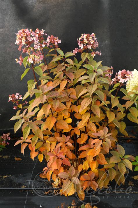 Гортензия метельчатая (Hydrangea paniculata `Angels Blush`) - Гортензия ...