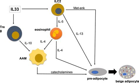 Il 33 Role On Adipose Tissue Metabolic Homeostasis Treg Regulatory T Download Scientific