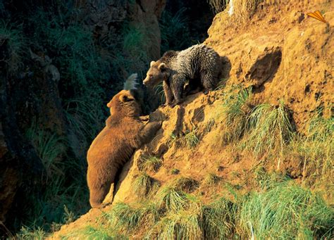 Osos Parque de la Naturaleza de Cabárceno Cantabria Fotos de viajes