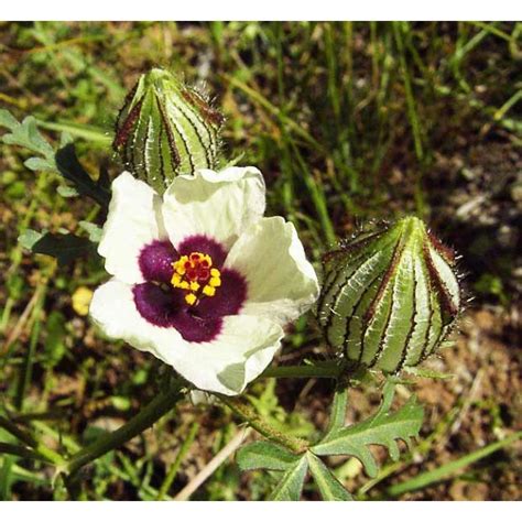 Hibiscus Trionum 100 Seeds Flower Of An Hour