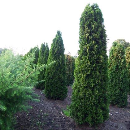 Туя западная Колумна на штамбе (Thuja occidentalis Сolumna PA),хвойные ...