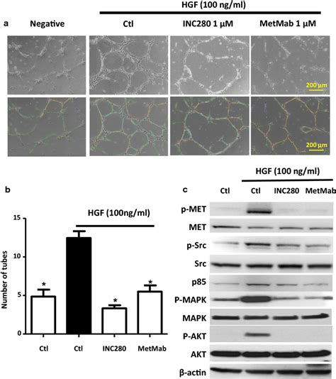 Inc And Metmab Inhibit Hgf Induced Tube Formation In Huvec Cells A