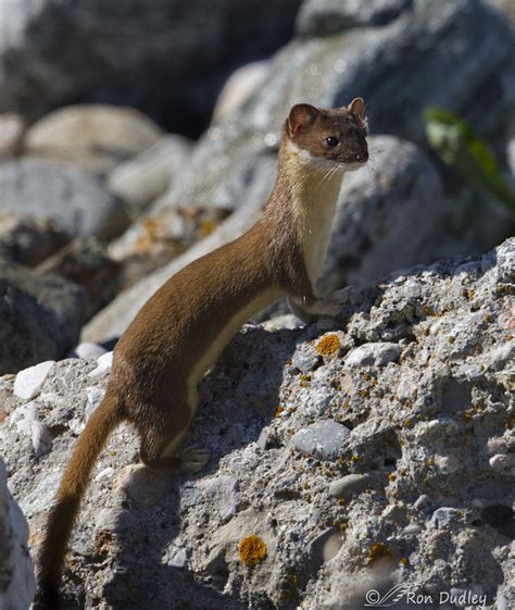 Long Tailed Weasel In A Rock Pile Feathered Photography