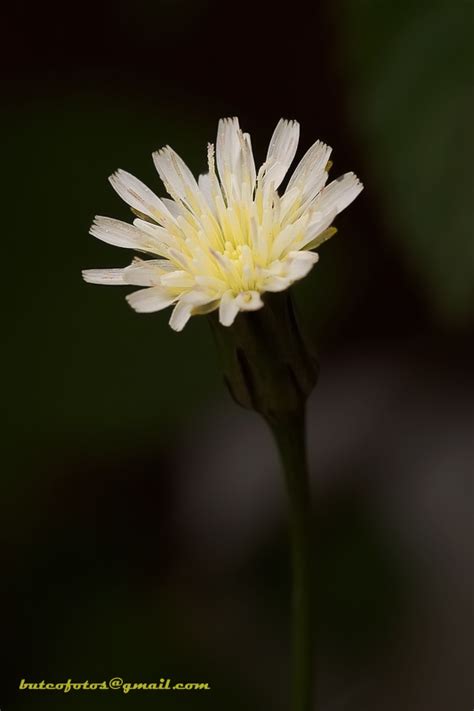 Fotografía Florcita De La Vereda De Héctor Martí­n Tabuyo En