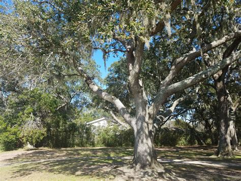 Southern Live Oak Tree - New Leaf Arboriculture