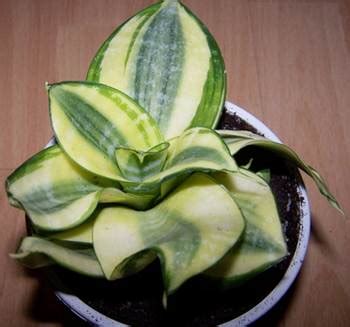 20 Manfaat Tanaman Lidah Mertua (Sansevieria) dan Cara Budidaya | diedit.com