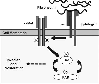 Fibronectin Integrin Mediated Regulation Of C Met Proposed Role