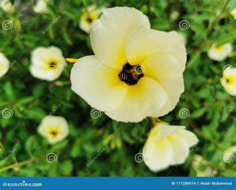 Closeup Beautiful White Of Turnera Subulata Flower On Green Leaves