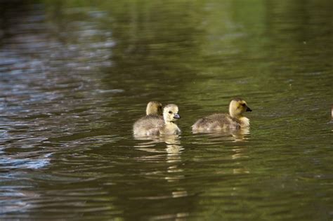 Ducks Ducklings Pond - Free photo on Pixabay - Pixabay