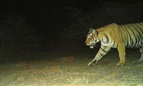 Tigress T 117 Gave Birth To Three Cubs See Photos