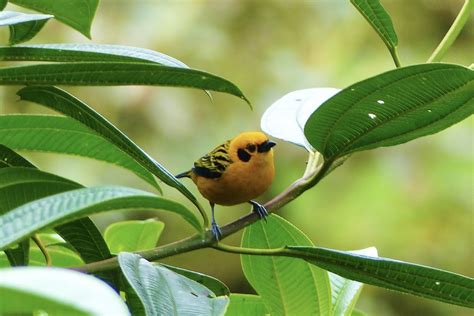 Golden Tanager Mindo Ecuador Cloud Forest Frederick Bowen Flickr