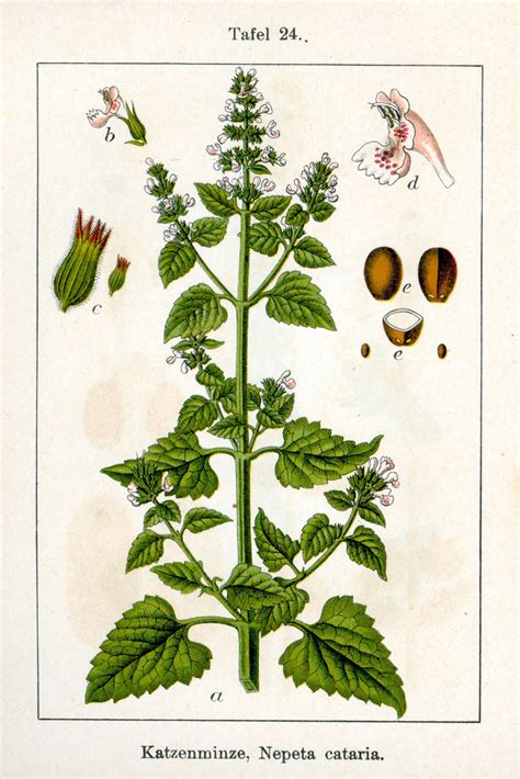 Catnip And Catmint Plants Interesting Herbs And Their Uses Owlcation