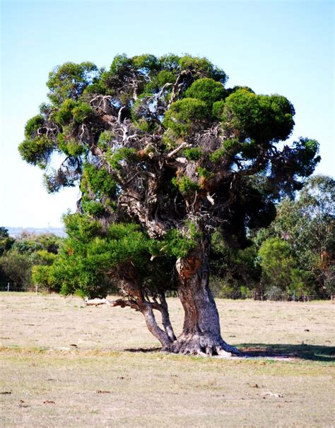 Melaleuca – Bonsai Today