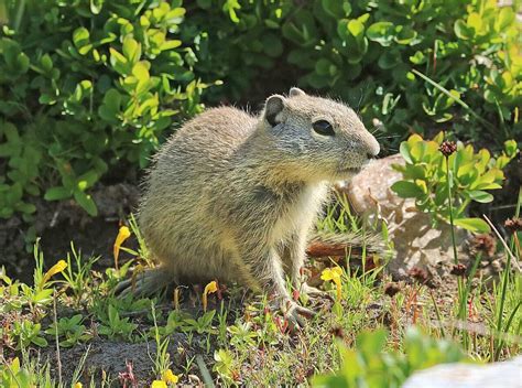 beldings ground squirrel facts habitat  pictures interesting