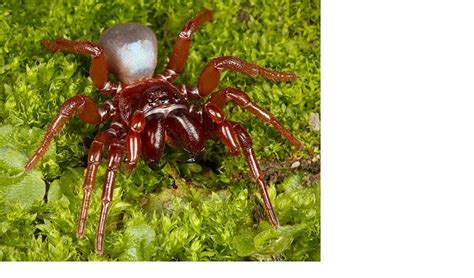 Rare red-coloured mouse spider photographed - Australian Geographic