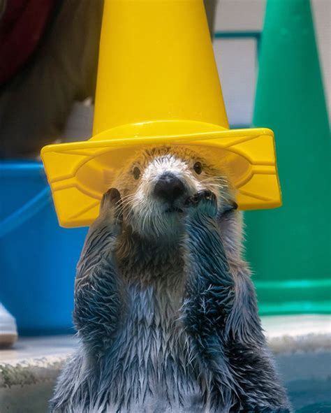 World’s Greatest Gallery of Otters In Hats