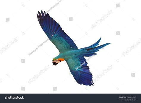 Colorful Flying Blue Gold Macaw Parrot Stock Photo 2456314203 ...