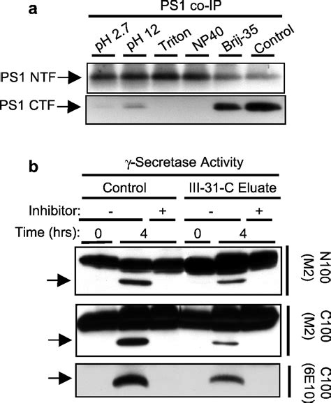 Activity Dependent Isolation Of The Presenilin γ Secretase Complex