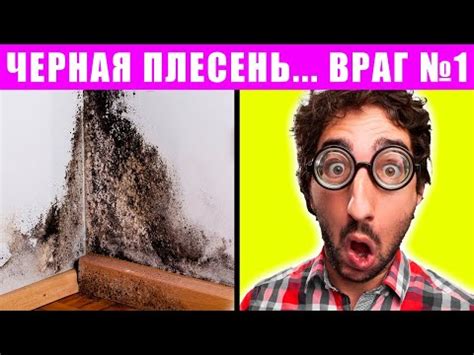 Черная плесень. Чем опасна и как от нее избавиться - YouTube