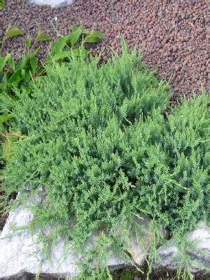 Можжевельник горизонтальный, его сорта и фото: «Блю Чип», «Андорра ...