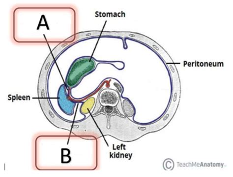 Patho Spleen Lecture Flashcards Quizlet