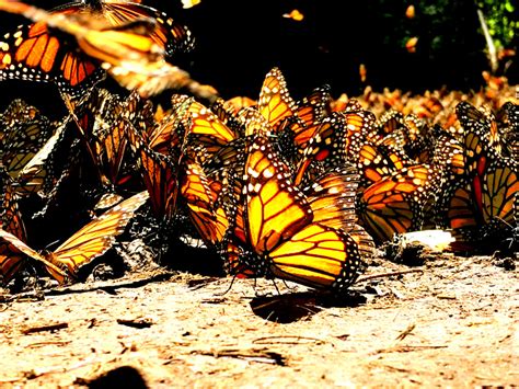 7 Day Monarch Butterfly Tour Cancun Project Expedition