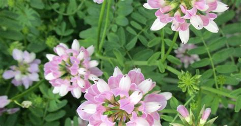 Marathon Pundit: (Photos) Invasive plant: Crown vetch